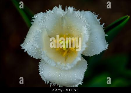 Beauté fragile – Tulipe blanche  Un superbe cliché en gros plan d'une tulipe blanche immaculée, abondamment parsemée de gouttelettes d'eau, créant une texture Banque D'Images