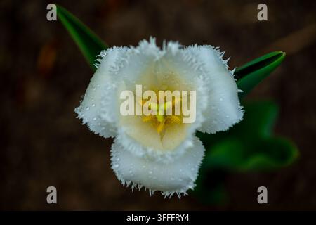 Gros plan fleur de tulipe  Un superbe gros plan d'une fleur de tulipe blanche immaculée, ornée de délicates gouttelettes d'eau. Les pétales de la fleur ont le Banque D'Images