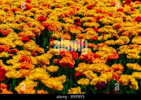 Champ de fleurs de souci – Une mer de couleurs  Une photographie magnifique et en gros plan montrant un vaste champ de fleurs de souci dans des nuances éclatantes d'orange Banque D'Images