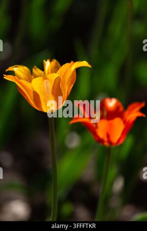 Tulipes printanières - Une beauté en gros plan  Gros plan de deux tulipes orange vives avec des nuances rougeâtres, mettant en valeur leurs pétales et tiges délicats contre un Banque D'Images