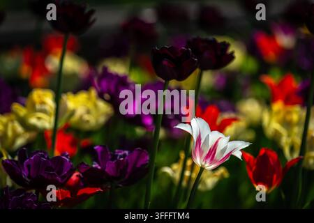 Paysage de tulipes coloré  Une photographie en gros plan époustouflante montrant un champ diversifié de tulipes de différentes couleurs - rouge, violet, jaune et blanc - ill Banque D'Images