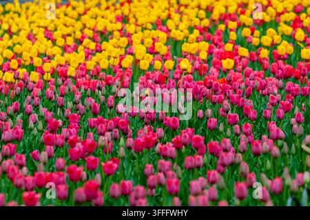 Champ de tulipes – Une mer de couleurs  Une vue panoramique à couper le souffle d’un vaste champ densément peuplé de tulipes colorées. Le champ est principalement divisé Banque D'Images