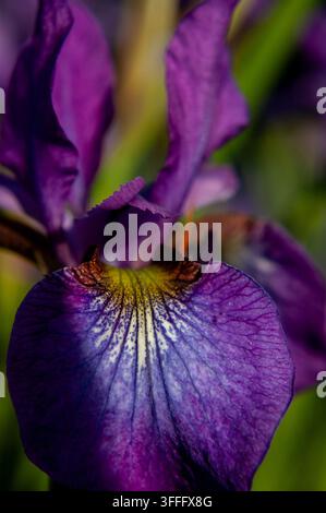 Photographie macro d'iris  Une photographie macro époustouflante mettant en valeur les détails complexes d'une fleur d'iris violette vibrante. L'image capture le de Banque D'Images