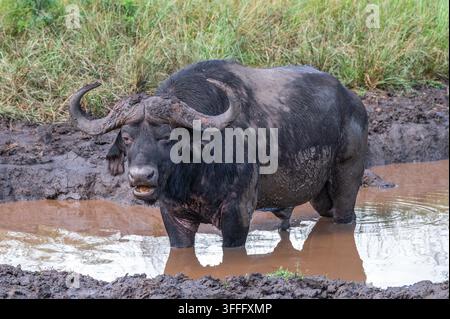 Buffle du Cap debout dans l'eau au parc Hluhluwe-Imfolozi, Afrique du Sud Banque D'Images
