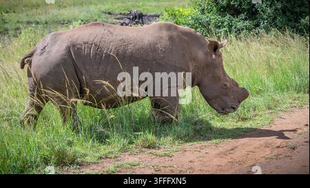 Rhinocéros blanc marchant dans la savane herbeuse du parc Hluhluwe-Imfolozi, Afrique du Sud. Banque D'Images