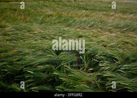Texture abstraite d'un champ d'orge verte (Hordeum vulgare) ondulant dans le vent sous un ciel nuageux – paysage agricole naturel en Basse-Silésie Banque D'Images