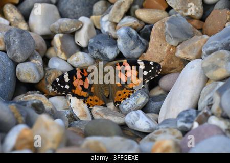 Papillon belle dame (Vanessa cardui) Banque D'Images