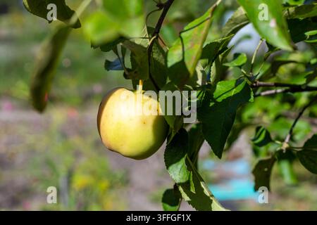 Pomme jaune mûre suspendue à une branche d'arbre. Pomme jaune mûre suspendue à une branche d'arbre feuillue sous une lumière chaude avec un fond de jardin doucement flou. Banque D'Images