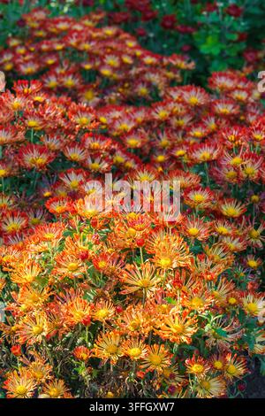 Fleurs colorées de chrysanthème spider morifolium rouge et jaune en fleurissement dans un jardin. Belle paysage floral saisonnier dans le parc botanique. Plante bre Banque D'Images