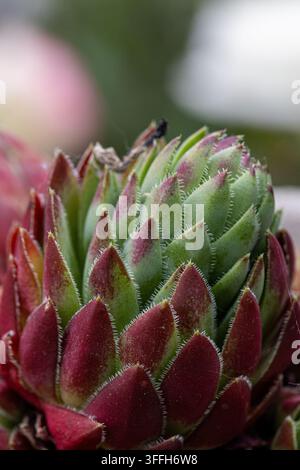 Plantes de joubarbe (Sempervivum), leurs rosettes de feuilles succulentes vertes et à pointe rouge formant un amas dense et résistant Banque D'Images