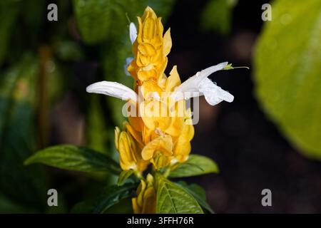 Pachystachys lutea, connue sous le nom de plante des crevettes dorées ou plante sucette, est un arbuste tropical à tiges souples et à feuillage persistant. Banque D'Images
