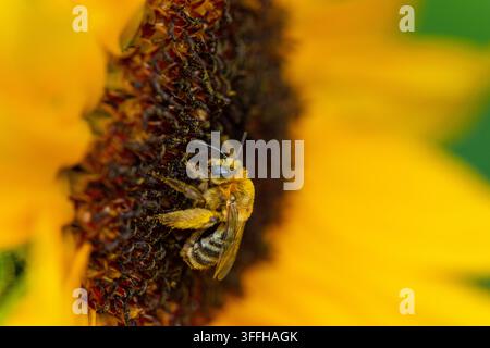 Abeille butineuse pollinisant un tournesol. Une photographie en gros plan d'une abeille butineuse collectant diligemment le pollen d'une tête de tournesol jaune vif. Les détails de l'abeille Banque D'Images
