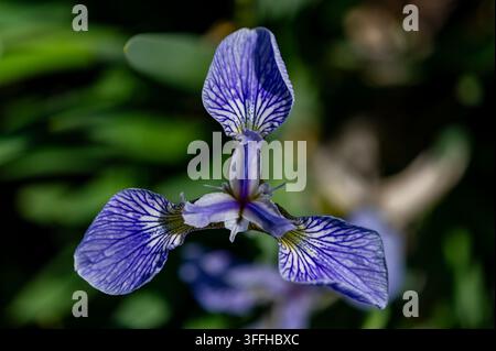 Photographie détaillée de fleur d'iris  Un superbe macro-photographié montrant une fleur d'iris bleue vibrante avec des détails intrigants de ses pétales et veines. Banque D'Images