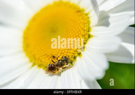 Insecte sur fleur - Photographie macro  Un gros plan d'une mouche reposant sur un marguerite jaune vif. L'image met en valeur les détails complexes de t Banque D'Images