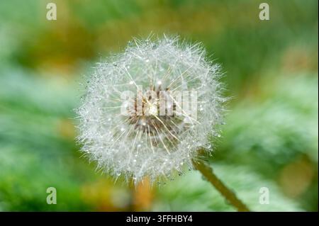 Dandelion's Promise  Photographie en gros plan d'une tête de graine de pissenlit (pectenatans) couverte de gouttelettes d'eau, mettant en valeur sa structure complexe et deli Banque D'Images