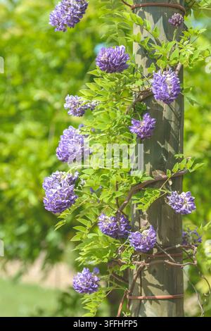 Glycine (Wisteria frutescens américain 'Longwood Purple', Wisteria frutescens Longwood violet), la floraison, le cultivar pourpre Longwood Banque D'Images