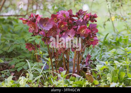 Lenten rose, Oriental hellebore Helleborus orientalis) (en fleurs, Banque D'Images