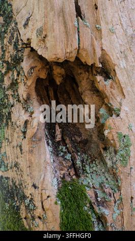 Tronc d'arbre endommagé avec texture de décomposition creuse en gros plan Banque D'Images