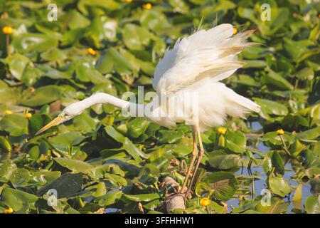 Héron blanc, Grand Héron blanc (Egretta alba, Casmerodius albus, Ardea alba), se tient sur une branche morte dans un champ de nénuphars et se secoue, si Banque D'Images