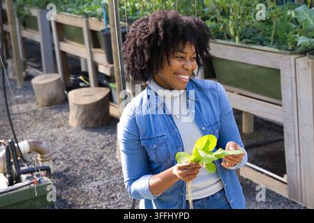 Femme afro-américaine d'âge moyen souriant et tenant de la laitue avec ses racines dans une serre en jean Banque D'Images