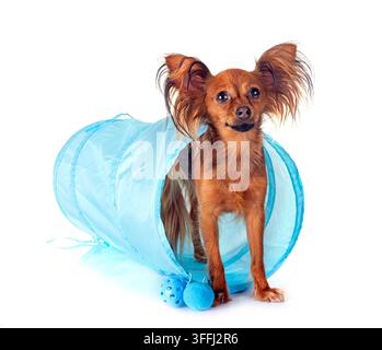 Russkiy Toy in front of white background Banque D'Images