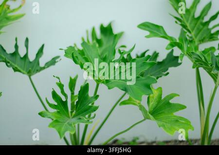 gros plan d'un philodendron à feuilles fendues jeune (Thaumatophyllum bipinnatifidum) avec des feuilles lobées vert vif sur fond blanc. Photo de plante de jardin Banque D'Images