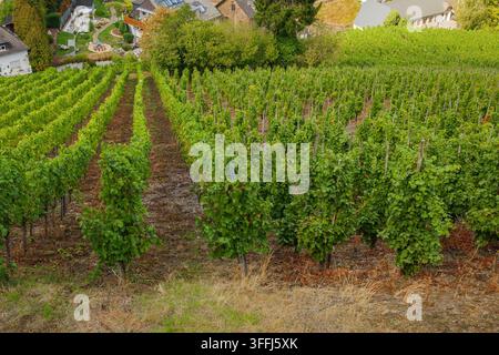 Vignes en terrasses vertes luxuriantes sur une pente raide avec des rangées de vignes en croissance et un charmant village en arrière-plan par une journée ensoleillée Banque D'Images