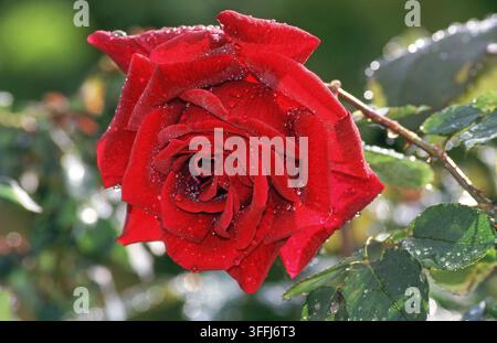 GOUTTES DE PLUIE SUR UNE SEULE ROSE ROUGE 'BICENTENAIRE AUSTRALIEN' (ROSA) Banque D'Images
