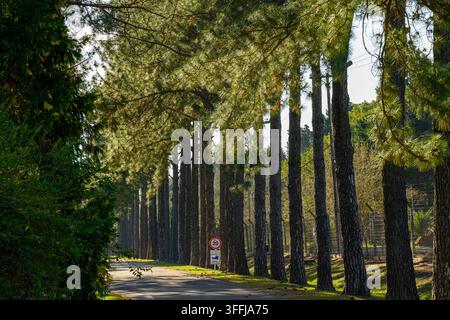 La lumière du soleil filtre à travers les grands arbres verts bordant un chemin tranquille. Une lumière tamisée danse sur la surface texturée du chemin. Un panneau distant ajoute un contexte subtil Banque D'Images