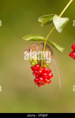 Souris des moissons Micromys minutus, adulte assis sur du chèvrefeuille Lonicera periclymenum, baies, Suffolk, Angleterre, septembre Banque D'Images