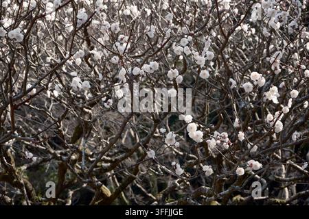 Photographie de pruniers japonais avec de nombreuses fleurs de cerisiers en fleurs blanches sur leurs branches et d'autres arbres flous en arrière-plan Banque D'Images