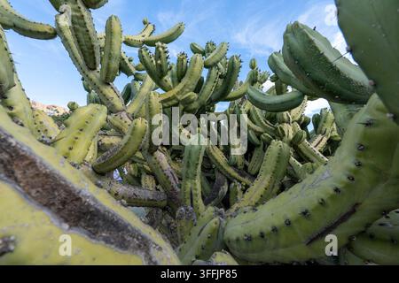 Vue en contre-plongée des branches massives du cactus candélabre vert dans le parc de Malaga, Espagne - cactus exotique géant poussant à l'extérieur sous un ciel bleu en Andalousie Banque D'Images