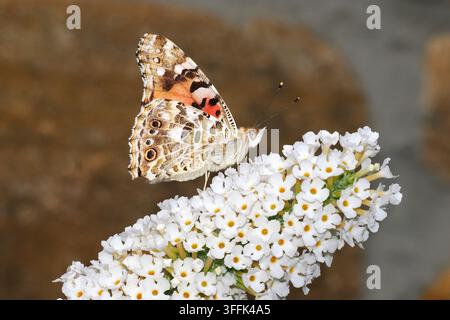 Close-up du papillon Cynthia cardui Banque D'Images