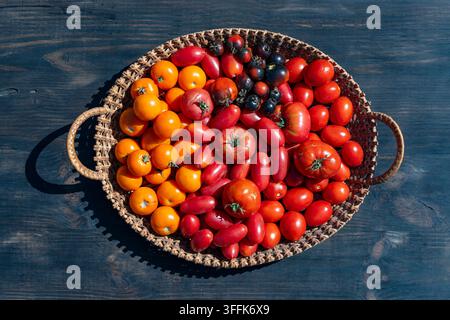 Vue aérienne de tomates colorées variées dans un panier en osier. Tomates biologiques rouges, jaunes, orange et noires cultivées maison dans un panier tissé sur une table en bois sombre et Banque D'Images