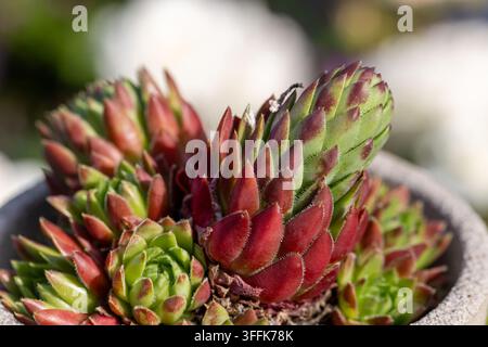 Plantes de Sempervivum dans un pot en pierre, leurs rosettes de feuilles succulentes vertes et à pointe rouge formant un amas dense et résistant Banque D'Images