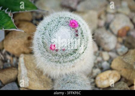 Vue aérienne d'un cactus Mammillaria hahniana poilu avec des fleurs rose vif poussant dans un jardin de gravier et de rochers Banque D'Images