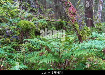 Fougères poussant dans une vieille forêt Banque D'Images