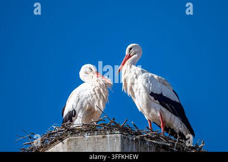 Deux cigognes blanches se tiennent ensemble sur un grand nid sous un ciel bleu clair. Les oiseaux adultes affichent un plumage blanc, des plumes noires aux ailes et un long bec rouge Banque D'Images