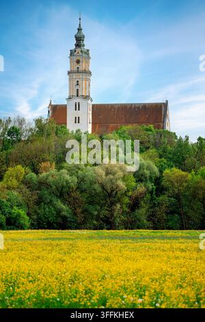 Vue verticale du paysage d'une église historique importante à Donauwörth, en Bavière, dominant des arbres luxuriants et une prairie fleurie jaune vif. L'image Banque D'Images