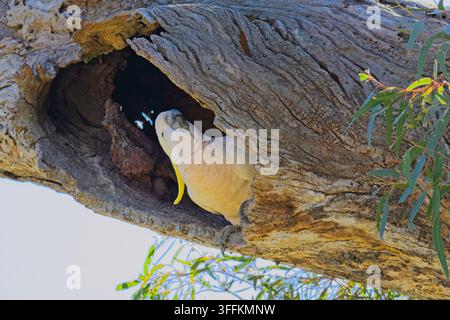 Cacatoès à huppe soufrée explorant un trou dans un ancien eucalyptus riverain, Parc historique de Woodlands, Victoria Australie Banque D'Images