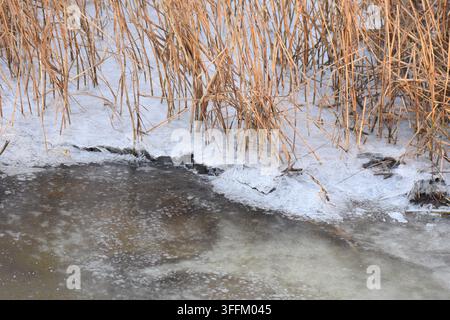 Roseaux sur un lac gelé Banque D'Images