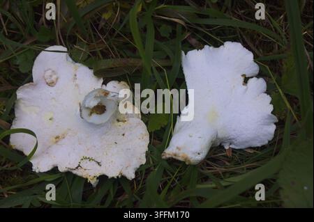 Deux champignons blancs fragiles, dont l'un montre des signes de décomposition, gisent au milieu d'une herbe verte luxuriante. Leurs chapeaux délicats et leurs tiges minces contrastent fortement avec Banque D'Images