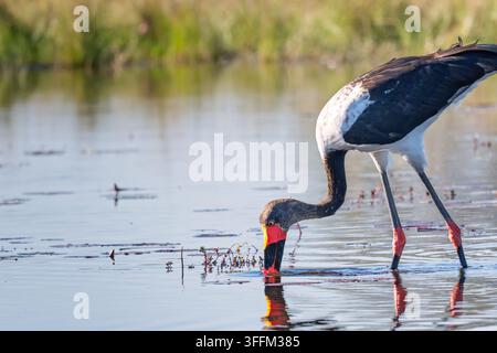 Cigogne à bec semé pêchant dans les zones humides du delta de l'Okavango, en Afrique Banque D'Images