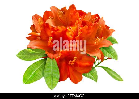 Fleurs et feuilles d'azalée orange isolées sur fond blanc Banque D'Images