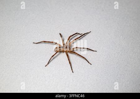 Un gros plan mettant en avant une grande araignée brune reposant à plat sur des draps blancs nets, montrant clairement ses pattes détaillées et le motif de son corps. Banque D'Images