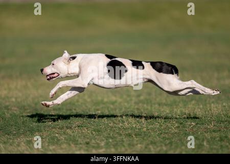 Chien de race mixte noir et blanc courant à travers la pelouse pour poursuivre un disque Banque D'Images
