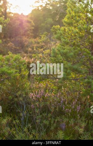 Une lumière dorée chaude filtre à travers une pinède tranquille, illuminant la bruyère violette en fleurs et le sous-bois luxuriant. Paysage forestier naturel idéal Banque D'Images