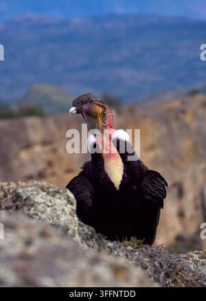 Condor des Andes mâle adulte debout au sommet du Mt Cerro Benitez regardant de côté. Banque D'Images