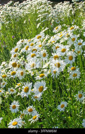 Marguerites oxygénées (Leucanthemum vulgare) en fleur en mai, marguerite oxygénée, marguerite oxygénée, marguerite canine, marguerite, vivace rhizomateux Banque D'Images