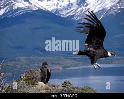 Femme adulte Condor des Andes s'envolant d'une roche avec une femelle juvénile assise à proximité. Banque D'Images